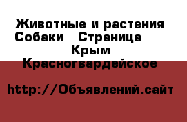 Животные и растения Собаки - Страница 11 . Крым,Красногвардейское